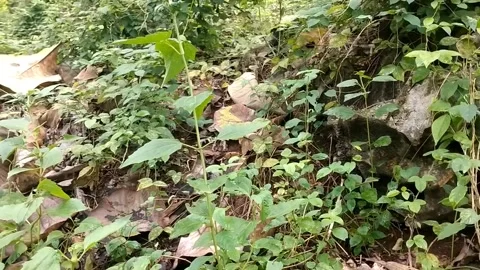 Wild plants grow on mountain cliffs Stock Footage 328634169
