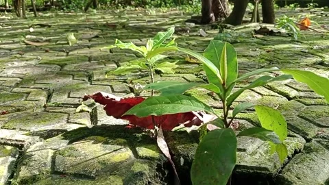 Wild plants growing between the paving blocks swaying in the wind Stock Footage 224982584