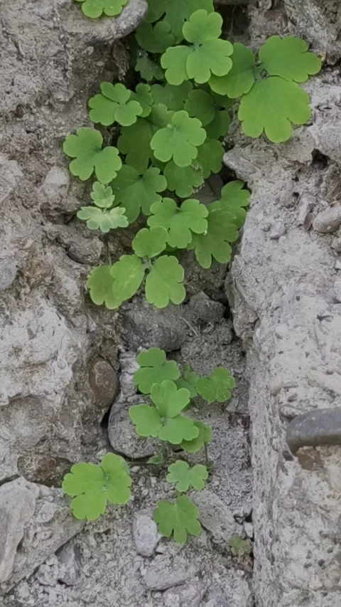 Wild plants growing from cracks in a stone wall Stock Footage 335678982
