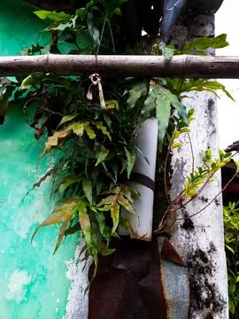 Wild plants growing in gaps between the water pipe and walls Stock Photos