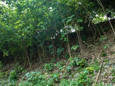 Wild plants on the hill Stock Photos