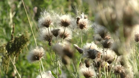 Wild plants on a hot day in the sun Stock Footage