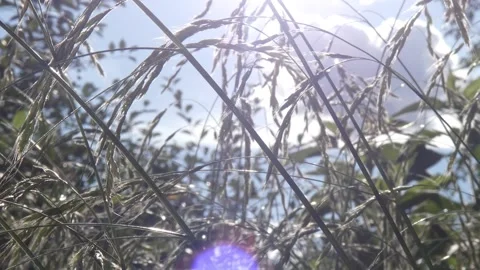 Wild plants as important meadow flora, tilting Stock Footage 331222505