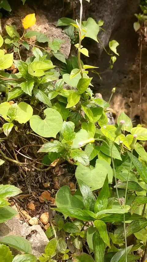 Wild plants on large rocks Stock Footage 328915182