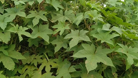 Wild plants that live on the side of the road Stock Footage 142246539
