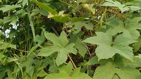 Wild plants that live on the side of the road Stock Footage 142246548