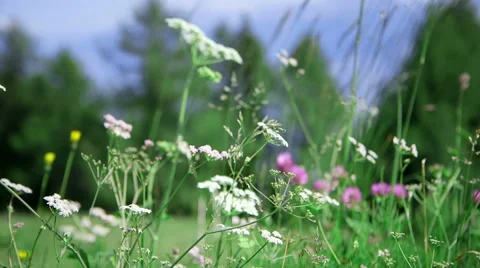 Wild plants in the mountain, dancing in the wind Stock Footage 47164810