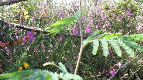 Wild plants in the mountains Stock Footage 248324974