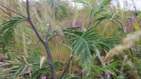 Wild plants moved by the wind in the mountains Stock Footage 260226380
