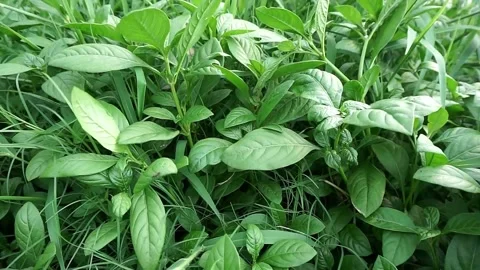 Wild plants near river blown by wind Stock Footage 252034448