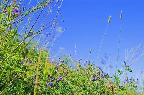 Wild plants Stock Photos