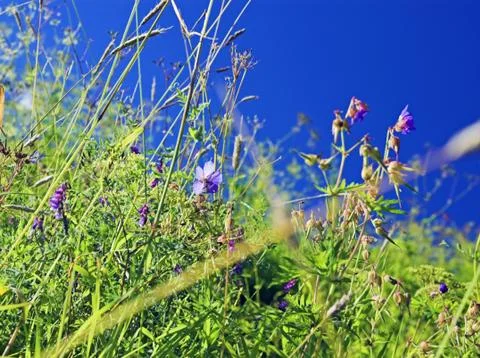 Wild plants Stock Photos