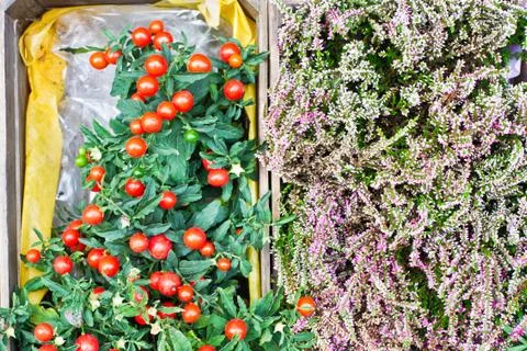 Wild plants Stock Photos