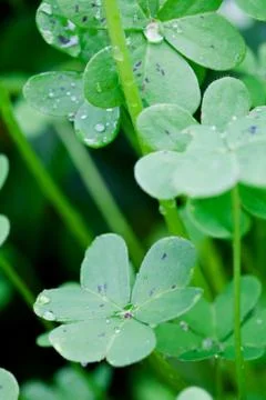 Wild Plants Stock Photos