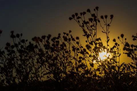 Wild plants Stock Photos