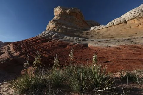 Wild plants Stock Photos