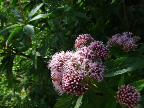 Wild plants Фото