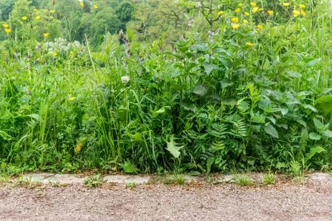 Wild plants Stock Photos