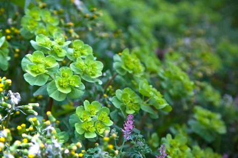 Wild plants Stock Photos