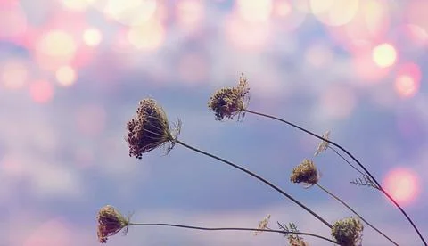 Wild plants Stock Photos