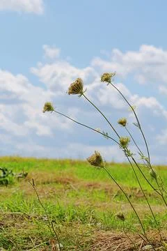 Wild plants Stock Photos