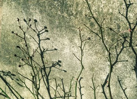 Wild plants 스톡 사진