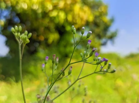 Wild plants Stock Photos