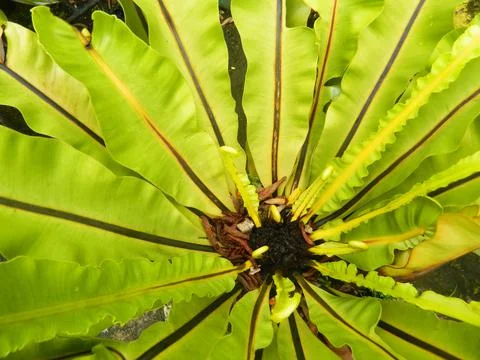 Wild plants Foto stock