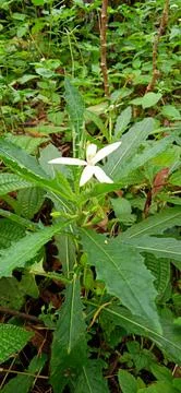 Wild plants Stock Photos