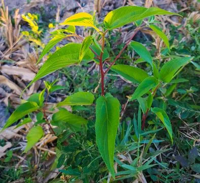 Wild plants Stock Photos