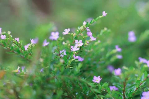 Wild plants Stock Photos