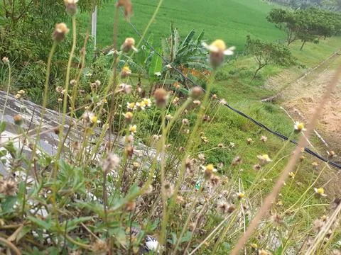 Wild plants Stock Photos