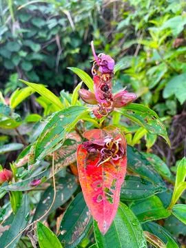 Wild plants 库存照片