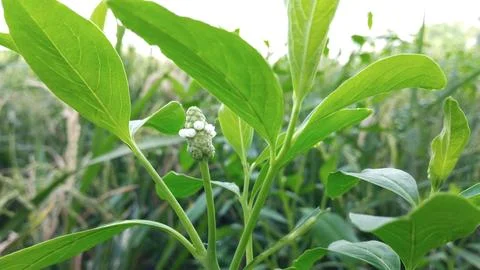 Wild plants 写真素材