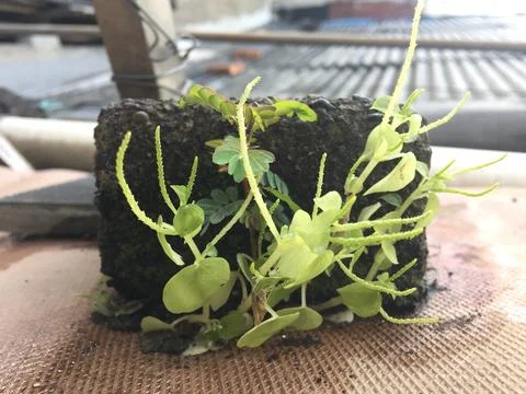 Wild plants 库存照片