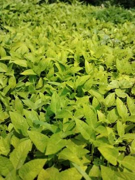 Wild plants Stock Photos