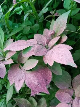 Wild plants Stock Photos
