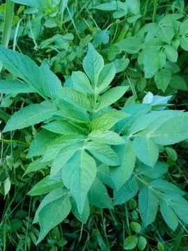Wild plants Stock Photos