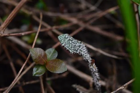 Wild Plants 스톡 사진