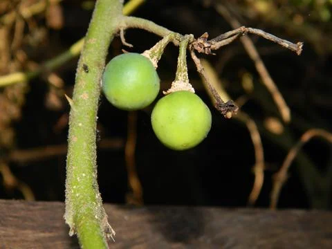 Wild plants 스톡 사진
