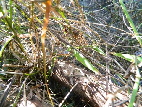 Wild plants Stock Photos