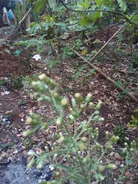 Wild plants Stock Photos