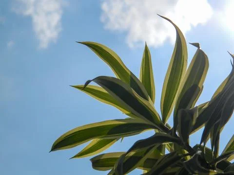 Wild plants Stock Photos