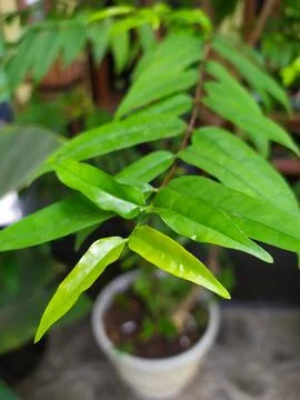 Wild plants Stock Photos