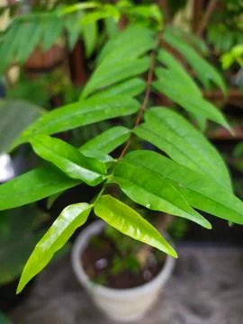 Wild plants Stock Photos