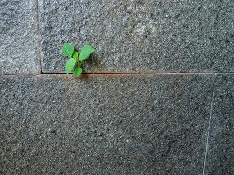 Wild plants Stock-Fotos