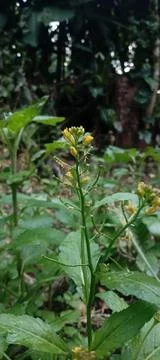 Wild plants Stock Photos