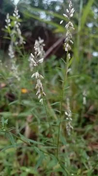 Wild plants Stock Photos