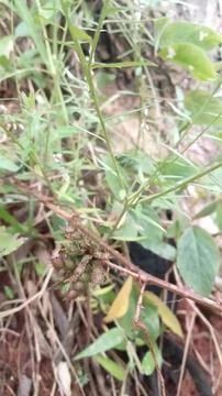 Wild plants Stock Photos