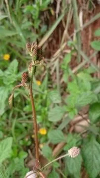 Wild plants Stock Photos